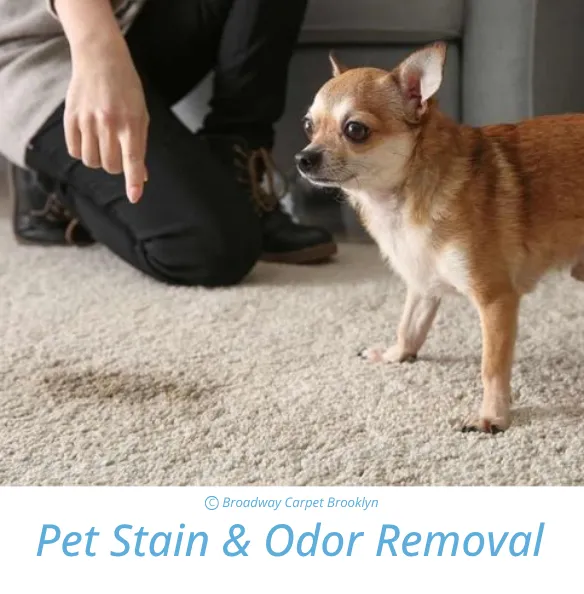 Pet Stain and Odor Removal