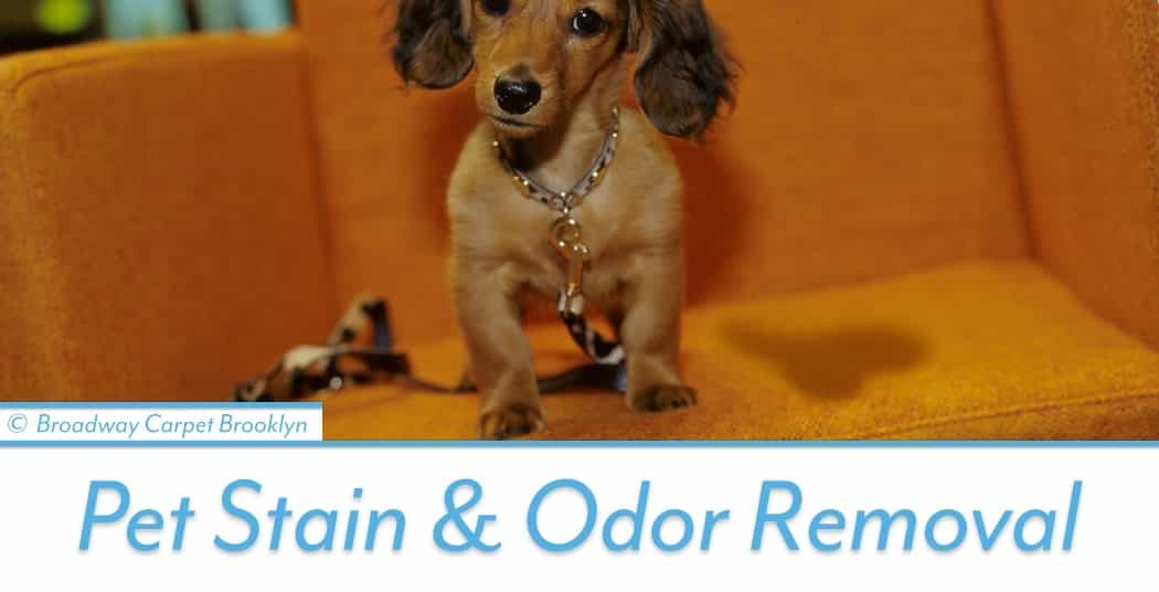 Pet Stain and Odor Removal - Crown Heights 11225